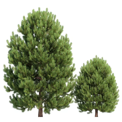 Tall Lush Green Pine Trees With Dense Evergreen Foliage And Branches 3d model