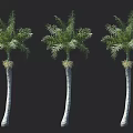 Three Tall Palm Trees With Lush Green Fronds And Smooth White Trunks