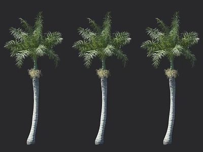 Three Tall Palm Trees With Lush Green Fronds And Smooth White Trunks 3d model