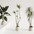 Indoor Potted Plants With Various Leaf Shapes In White Planters On Platform
