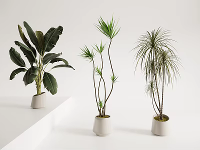 Indoor Potted Plants With Various Leaf Shapes In White Planters On Platform 3d model