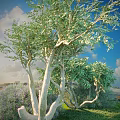 Tall Arbor with Curved Trunks Lush Green Foliage Under Blue Sky and White Clouds