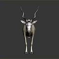 White and Light Brown Antelope with Long Curved Horns Standing Against Gray Background with Reflection