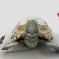 Turtle 3d model