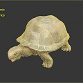 Turtle Cartoon Turtle Snapping Turtle Chickbill Turtle Reptile Cold Blooded Animal Reptile Class 3d model