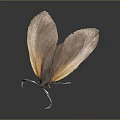 Butterfly With Brown And Orange Spread Wings On Dark Background And Reflection