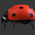 Detailed View Of Red Ladybug With Black Spots And Shiny Body