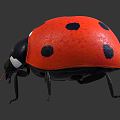 Modern ladybug ladybug insect 3d model