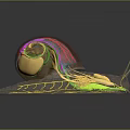 Detailed Snail 3D Anatomical Model Showing Internal Organs And Body Structure 3d model
