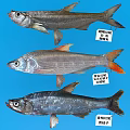 Various Aquatic Fish Species Including Topmouth Culter Mongolian Culter And Sharphead Minnow With Distinctive Appearance