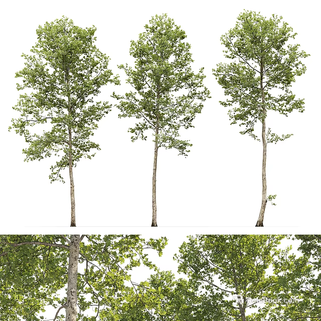 Three Arbor Trees With Tall Straight Trunks And Lush Green Foliage 3d model 