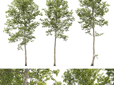 Three Arbor Trees With Tall Straight Trunks And Lush Green Foliage 3d model