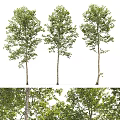 Three Arbor Trees With Tall Straight Trunks And Lush Green Foliage 3d model