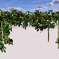 Wooden Pergola Covered With Green Vines And Yellow Flowers In Outdoor Garden
