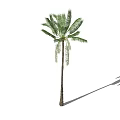 Tall Palm Tree With Long Trunk And Green Fronds Casting Shadow 3d model