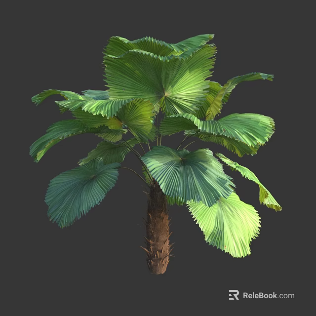 Tropical Tree With Large Green Fan Shaped Leaves And Textured Trunk 3d model 