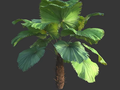 Tropical Tree With Large Green Fan Shaped Leaves And Textured Trunk 3d model