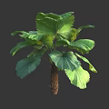 Tropical Tree With Large Green Fan Shaped Leaves And Textured Trunk