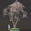 Vibrant Plant Combination With Pink Flowering Tree Thick Trunk Green Grass And Small Flowers