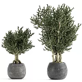 Bonsai Potted Plants With Various Sizes Green Foliage And Gray Pots Displayed On Stands