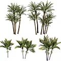 Different Varieties of Tropical Palm Trees in Various Sizes and Shapes