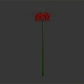 Red Spider Lily With Long Thin Red Petals And Green Stem Against Gray Gradient Background