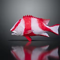 Red and White Striped Fish with Open Mouth and Reflection on Black Background