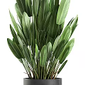 Green Potted Plant With Large Fresh Leaves In Black Ceramic Pot
