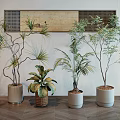 Different Types of Indoor Potted Plants in Ceramic Woven and Metal Pots on Wooden Floor