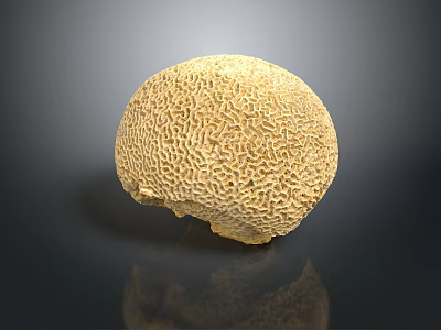 Aquatic Animal Coral Polyps Forming Yellow Honeycomb Like Textured Sphere Structure 3d model