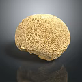 Aquatic Animal Coral Polyps Forming Yellow Honeycomb Like Textured Sphere Structure