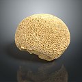 Coral Red Coral White Coral Blue Coral Gold Coral Black Coral Ball Coral Grass Coral Fine Finger Anemone 3d model