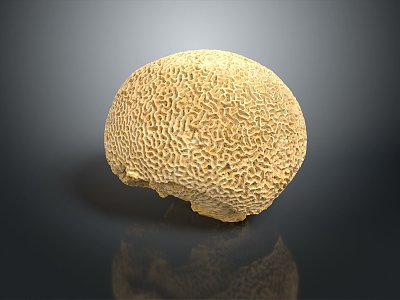 Coral Red Coral White Coral Blue Coral Gold Coral Black Coral Ball Coral Grass Coral Fine Finger Anemone 3d model