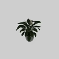 Lush Potted Plant With Large Green Leaves And White Flowers In White Pot