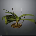 Orchid Plant Organs With Green Leaves Brown Stems And Hairy Roots On Dark Background