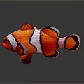 Clownfish Displaying Vibrant Orange And White Striped Body With Black Edges On Gray Background