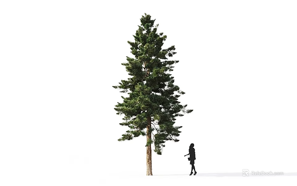 Tall Evergreen Arbor Tree With Lush Foliage And Person Walking Beside 3d model 