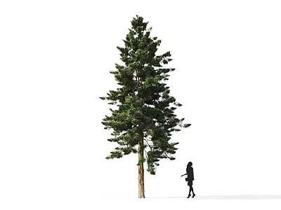 Tall Evergreen Arbor Tree With Lush Foliage And Person Walking Beside 3d model