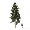 Tall Evergreen Arbor Tree With Lush Foliage And Person Walking Beside