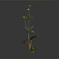 Green Leaf Plant With Yellow Small Flowers And Red Green Stems On Gray Background