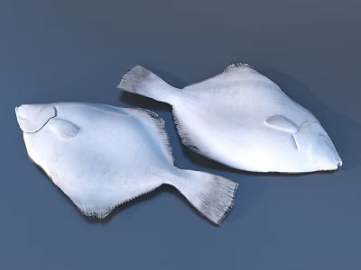 Two White Flounder Fish With Flat Body And Detailed Fins On Gray Background 3d model