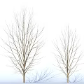 Two Leafless Trees With Bare Branches Standing Against Light Blue Background