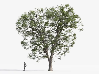 Tall Arbor With Lush Green Leaves Thick Trunk And Person Silhouette On White Background 3d model