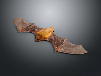 Realistic Bat with Outstretched Brown Wings Detailed Model on Dark Background 3d model