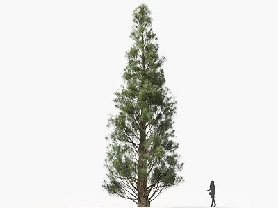Tall Arbor Tree With Lush Green Foliage And A Person Walking Nearby 3d model