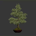 Bonsai Pine Tree With Lush Green Foliage In Red Pot On Isolated Background