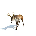 Brown And White Deer With Antlers Standing On White Background With Shadow