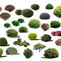 Various Types of Arbor Trees with Different Shapes and Colorful Foliage for Landscaping