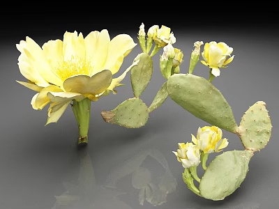 Prickly Pear Cactus With Yellow Flowers Green Pads And Buds On Gray Background 3d model
