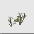 Various Sizes of Cycad Plants with Thick Trunks and Lush Green Pinnate Leaves